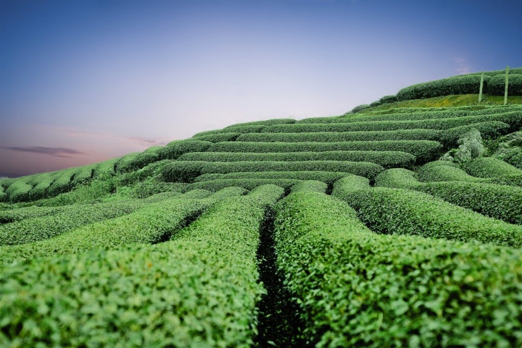 tea3